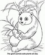Panda Pandas Popular Cheers sketch template