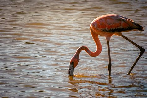 hang   wild flamingos  curacao married  wanderlust
