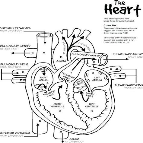 anatomical heart coloring page  getdrawings
