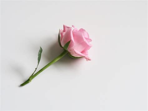 free photo of single pink rose