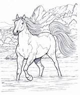 Disegni Cavallo Colorare Da Disegnare Pages Horse Animali Colouring Imagixs Foto Coloring Horses Coloringpagesforadult sketch template