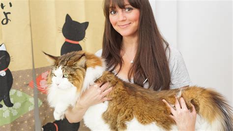 Samson The Cat Billed As Largest Feline In New York At 28 Pounds 4