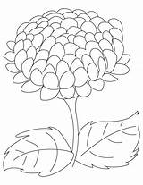 Chrysanthemum Mum Designlooter Bestcoloringpages Henkes sketch template