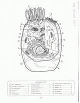 Human Labeling Getdrawings Nucleus Coloringhome Biologycorner sketch template