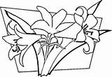 Coloring Lilies Pages Lily Easter Printable Flower Flowers Spring Clipart Drawing Supercoloring Categories sketch template