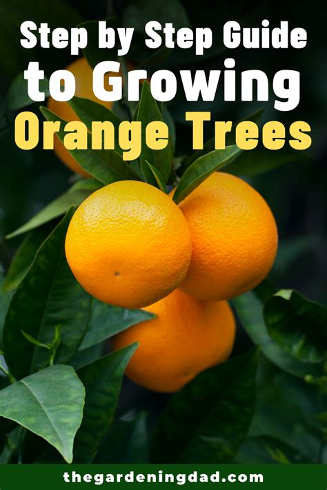 easy tips   plant orange tree  pot  gardening dad