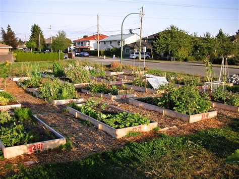 benefits  community gardens  bloomin garden