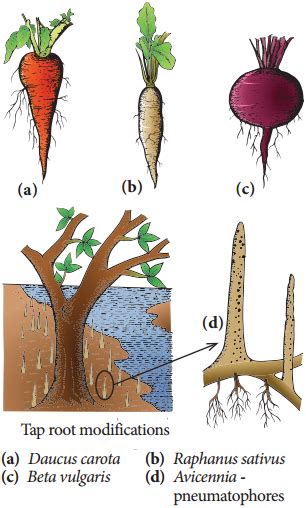 root system types   characteristic features