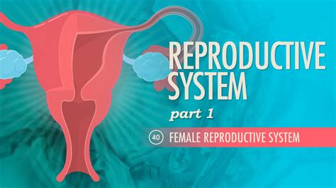 reproductive system part 1 female reproductive system crash course aandp 40 youtube