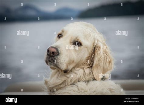 golden retriever making  face  res stock photography  images alamy