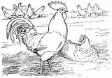 Coloring Rooster Hen sketch template