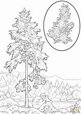Hemlock Redwood Washington Ausmalbilder Sequoia Getcolorings Western Colorings sketch template