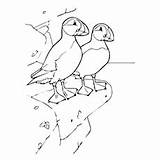 Puffin Coloring Pages Puffins Cliff Atlantic Sheet 230px 36kb sketch template
