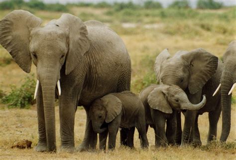 elephants prefer national parks earth  transition