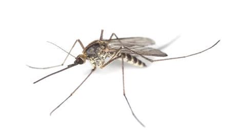 pbc saba importeert  miljoen muggen knipselkrant curacao