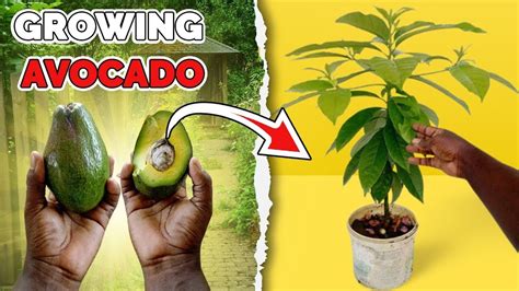 The Best Ways To Grow Avocado From Seed A Complete Step By Step