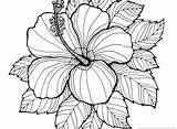 Hawaiian Coloring Pages Flowers Flower Color Printable Getcolorings Getdrawings sketch template