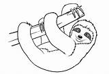 Sloth Leniwiec Sloths Kolorowanka Toed Leniwy Druku Kolorowanki Colouring Bettercoloring Wydruku Drukowanka Sid Zwierzątko Colorin sketch template