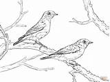 Coloring Bluebird Eastern Pages Pair Bird Blue Printable Drawing Two Flying Designlooter 1200 Drawings Click Coloringbay Getdrawings 16kb 900px sketch template