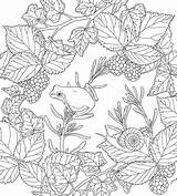 Nature Issuu Coloring Pages Flowers Birds Animal Harmony Sheets Adult Print sketch template