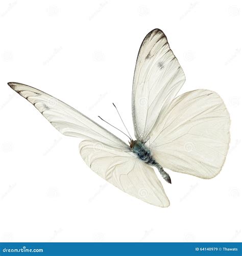 white butterfly flying stock image image  present