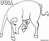 Coloringway Bull1 sketch template