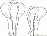 Elephant Coloring Asian Pages Coloringpages101 sketch template