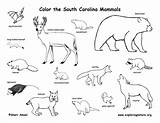 Mammals Carolina North State South Coloring Nc Habitats Amphibians Reptiles Birds Sc Exploringnature sketch template