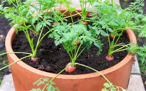 anti gagal   menanam wortel  polybag pot hidroponik