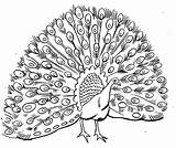 Peacock Coloring Pages Printable Kids Drawing Print Peacocks Bestcoloringpagesforkids Pattern Book Sheets sketch template
