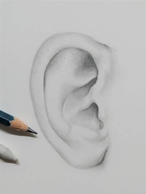 easy steps  draw realistic ears unique art blogs