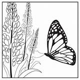 Coloring Pollinators Pages Prairie Plants Garden Pollinator Book sketch template
