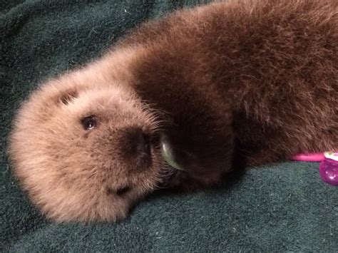 adorable baby sea otter  call vancouver aquarium home