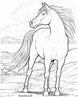 Coloring Arabian Pages Horse Horses Getcolorings Printable Work Color Getdrawings sketch template