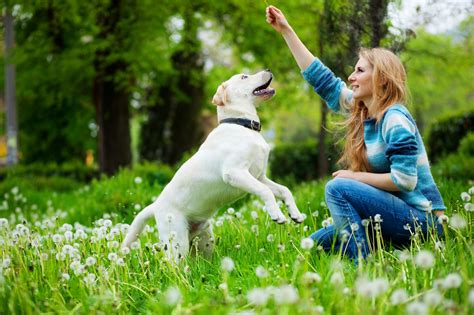 buying  trained dog worth  investment lead  conversion