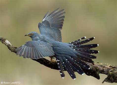 bto bird migration blog    cuckoos