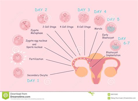 ovum and sperm pregnancy process stock vector image 66975583