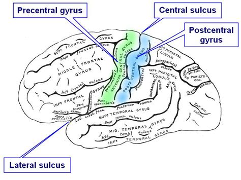 sulcus gyrus