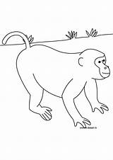 Animaux Jungle Coloriage sketch template