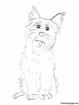 Terrier Coloring Cairn Pages Getcolorings Pdf sketch template