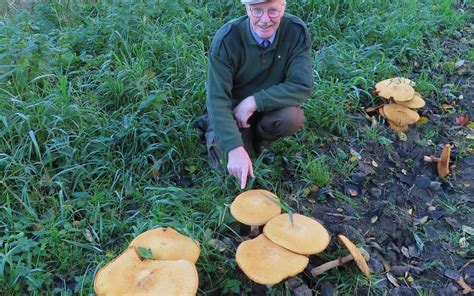 lykele zwanenburg ontdekt bijzondere paddenstoel  wisentbos flevopost