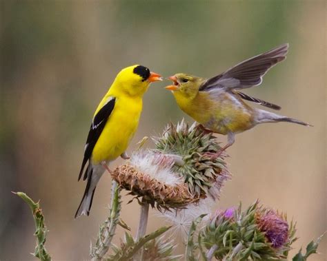 american goldfinch  golden bird birds  blooms