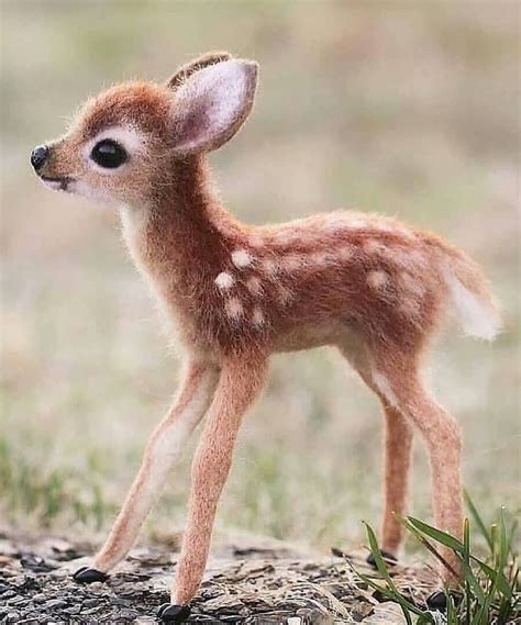 small deer standing  top   grass covered field