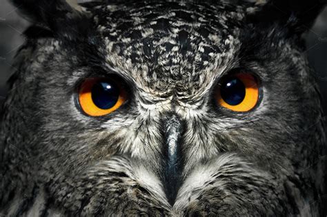 owl eyes close  high quality animal stock  creative market