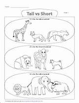 Tall Short Coloring Tallest Shortest Animals Vs Worksheets Animal Color sketch template