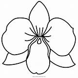 Orchid Coloring Pages Colouring Printable Getcolorings Color Template Comments Print Source sketch template