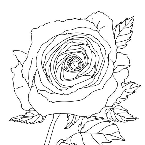 roses coloring book instant  etsy