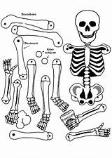 Skeleton Coloring Pages Human Bone Anatomy Color Head Axial Bones Drawing Skull Skeletons Getcolorings Pirate Getdrawings Printable Kids Print sketch template
