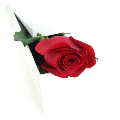 single elegant rose roses delivered melbourne