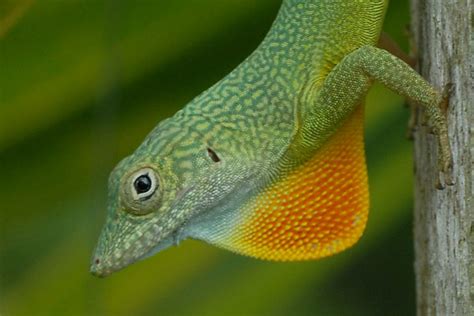 Jamaican Green Lizard Flickr Photo Sharing